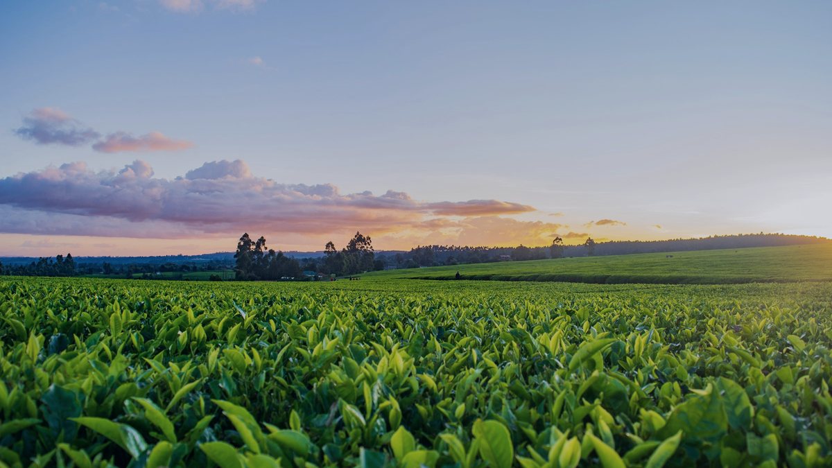 Campo de soja al atardecer, con el cielo abierto sobre los lotes